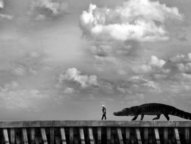 Пронађени фосили џиновског крокодила - Фото: илустрација