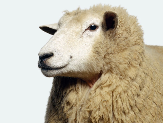 Овца Белка (илустрација) - фото: Профимедиа - 