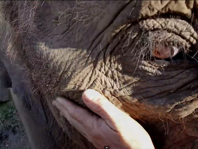 Слон и човјек - Фото: Screenshot/YouTube