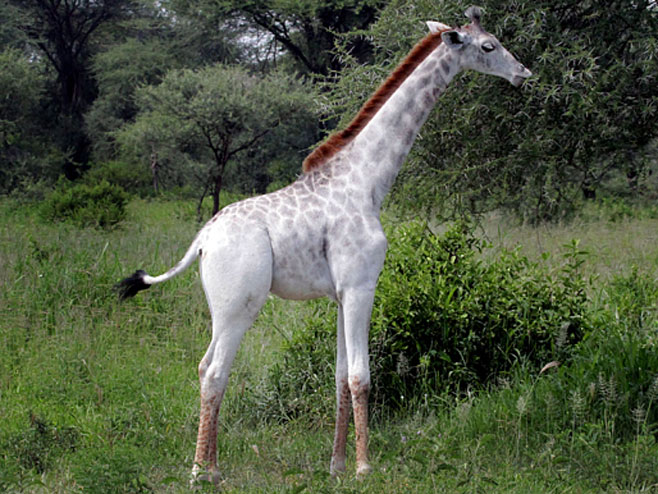 Ријетка бијела жирафа фотографисана у Танзанији (Фото: DEREK LEE/CATERS NEWS) - 