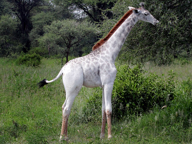 Бијела жирафа - Фото: The Telegraph