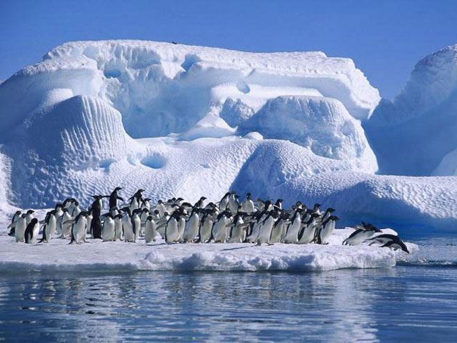 Пингвини (Фото: thedailystar.net) - 