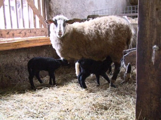 Овца ојагњила четворо јагњади - Фото: РТРС