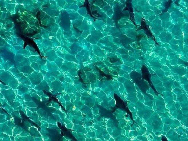 Ајкуле у водама Флориде - Фото: Screenshot/YouTube