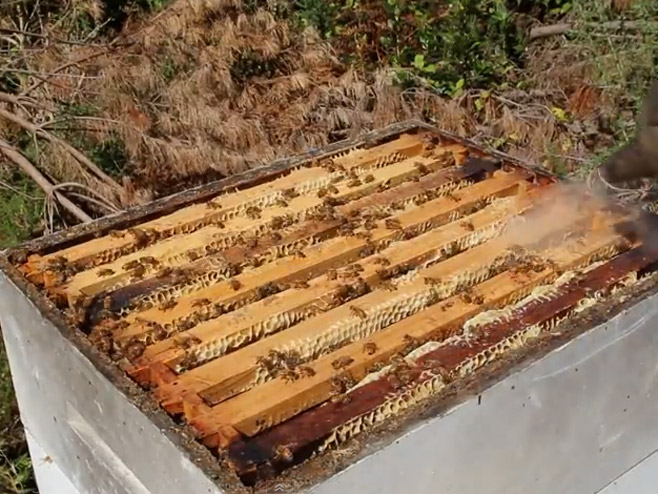Истренирао пчеле да праве мед из марихуане - Фото: Screenshot/YouTube