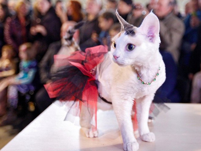 Мис Мјау Украјине: Мачке у утрци за најљепшу (mashable.com) - 