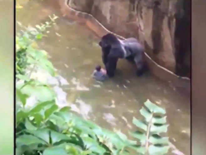 Убили горилу након што је дјечак ушао у простор са животињама - Фото: Screenshot/YouTube