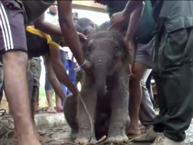Спасиоци извукли слонче из шахта - Фото: Screenshot/YouTube