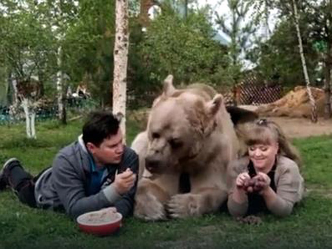 Усвојени медвјед - Фото: Screenshot/YouTube