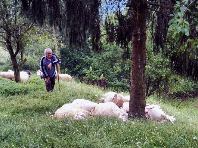 Милићи: Гром убио овце - Фото: СРНА
