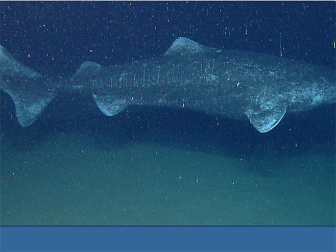 Гренландска ајкула може да живи четири века! - Фото: РТС