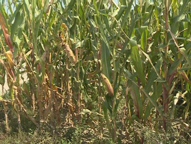 Црвенило кукуруза - Фото: РТРС