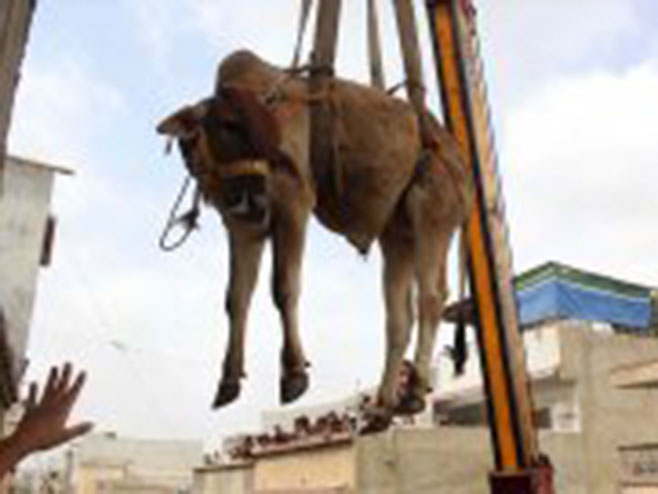 Скидање говеда у Пакистану - Фото: Screenshot/YouTube