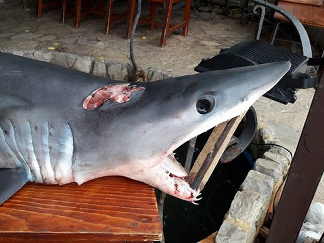 Будва - ајкула дужина 1,5 метара - Фото: СРНА