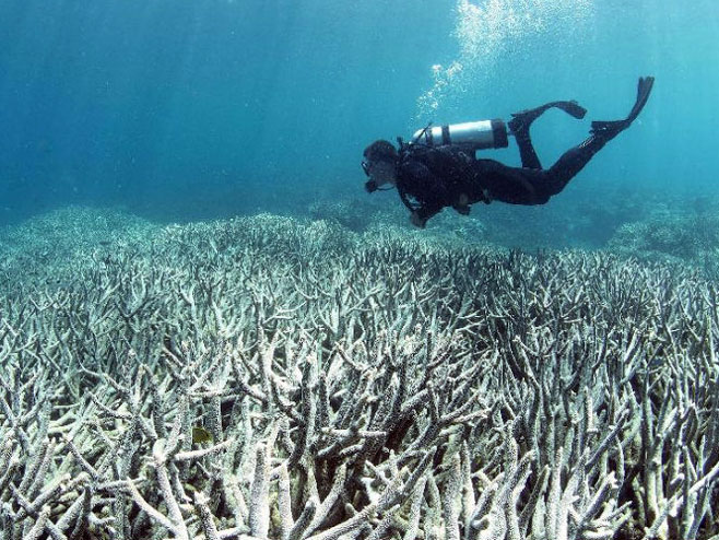 Одумрло 67 одсто корала на северном дијелу Великог гребена - Фото: РТС
