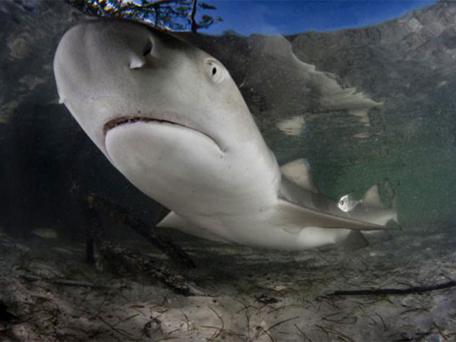 Аустралијанац припитомио ајкулу - Фото: илустрација