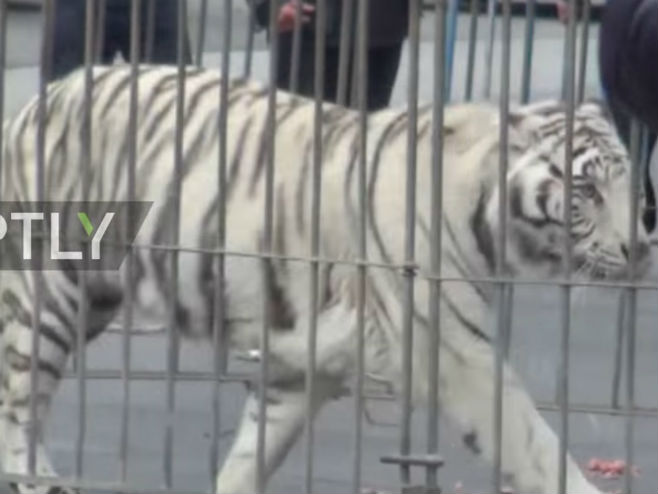 Сицилија: Тигар побјегао из циркуса - Фото: Screenshot/YouTube