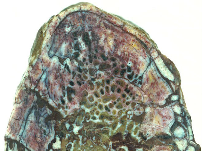 Кост од ребра диносауруса у коме је пронађено меко ткиво (Фото: Robert Reisz) - 