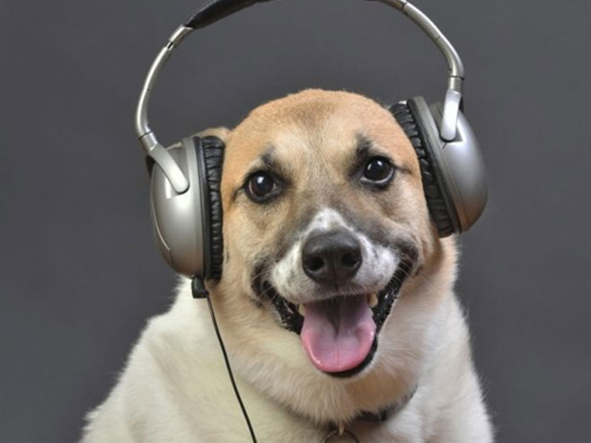 Пас слуша музику (фото:dogshowpictures.net) - 