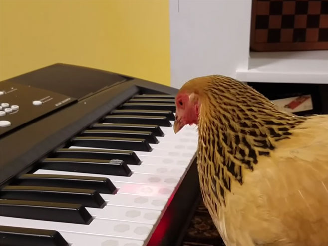 Кокошка-пијаниста свира "Прелијепа Америка" - Фото: Screenshot/YouTube