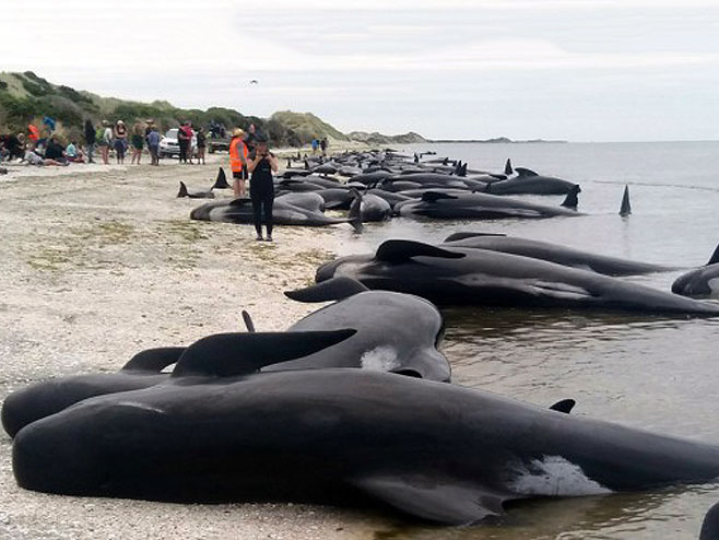 На Новом Зеланду битка за спас китова - Фото: ТАНЈУГ