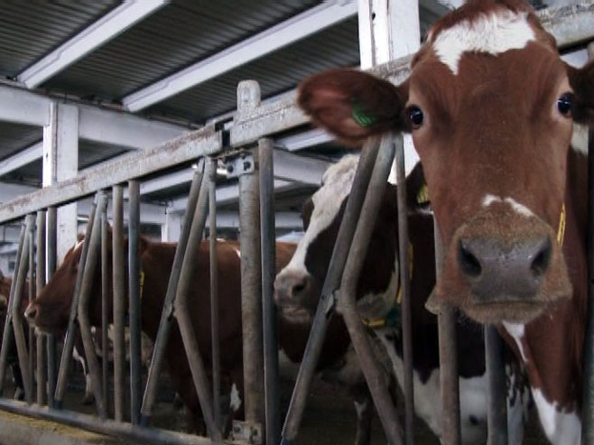 Приједор - Фарма говеда - Фото: РТРС