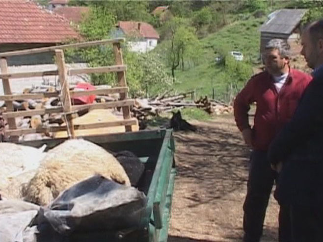 Вукови заклали овце - Фото: РТРС