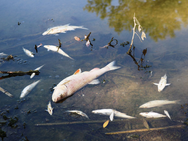 Укрина - угинула риба - Фото: СРНА