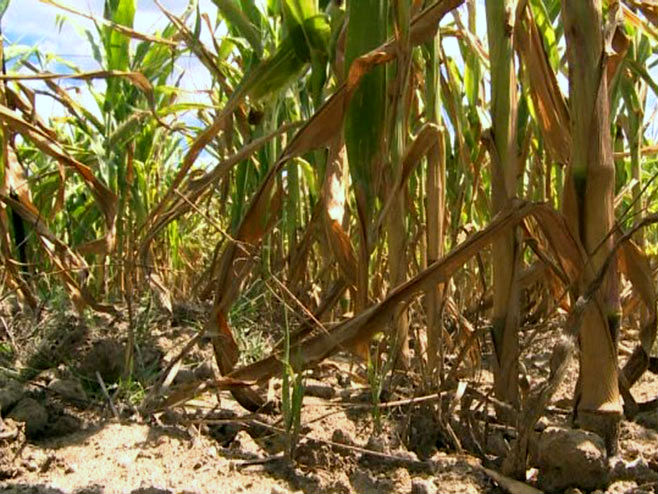 Штете на кукурузу - Фото: РТРС