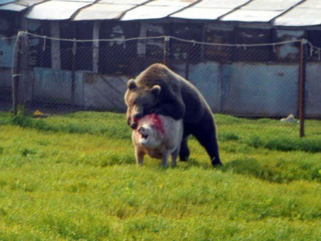 Медвјед напада свињу - Фото: илустрација