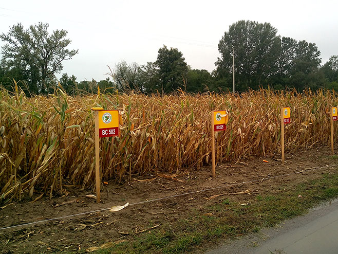 Бијељина: Дани поља кукуруза - Фото: СРНА