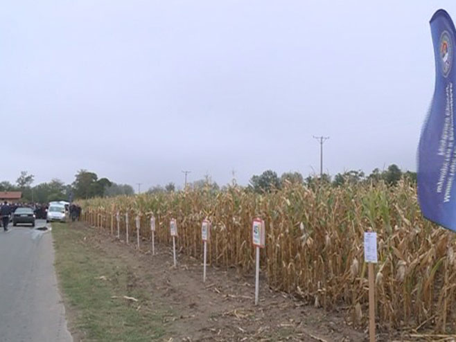 Бијељина - дани кукуруза - Фото: РТРС