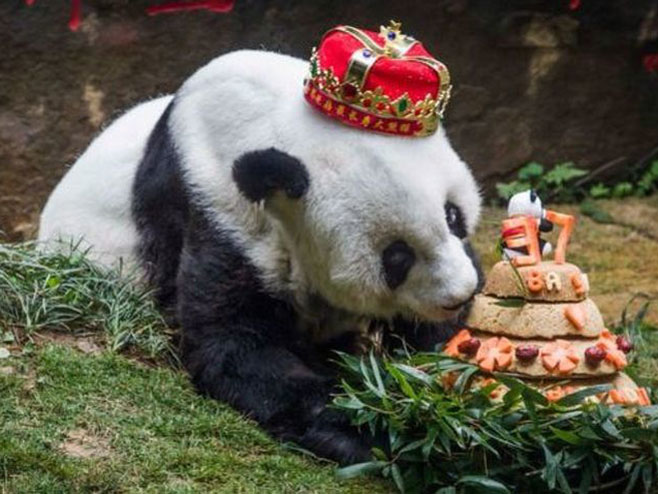 У Кини угинула најстарија панда - Фото: AFP