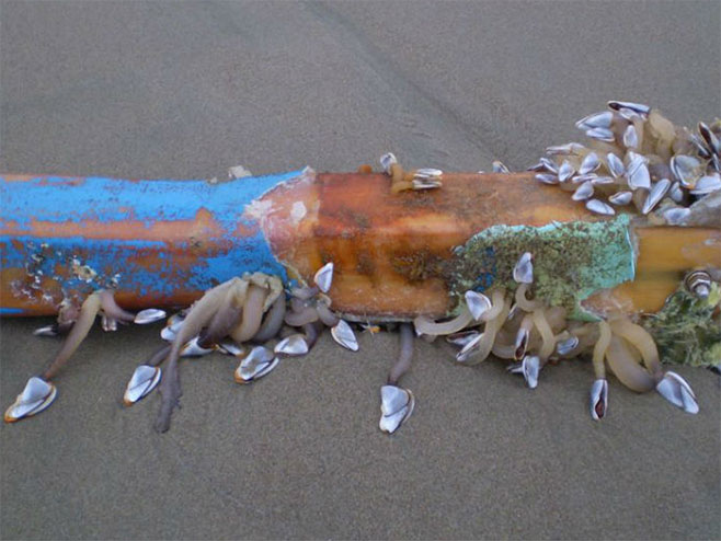 Морска створења прешла на смећу од цунамија - Фото: РТС