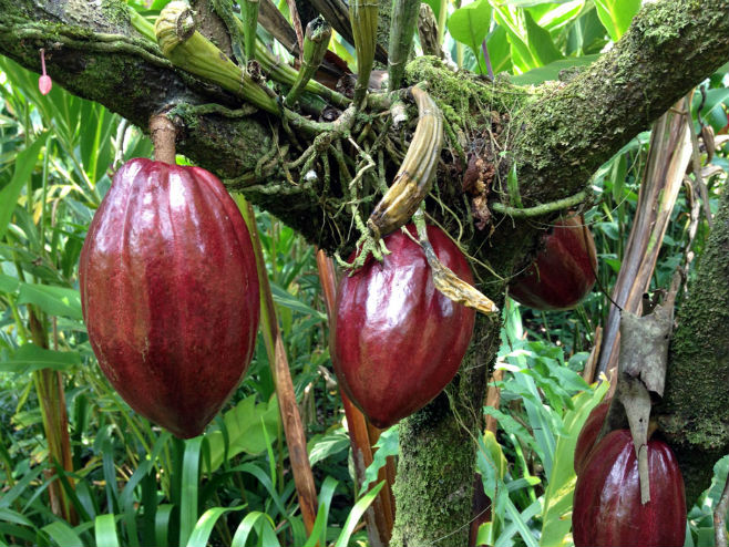 Дрво какаоа - Фото: илустрација