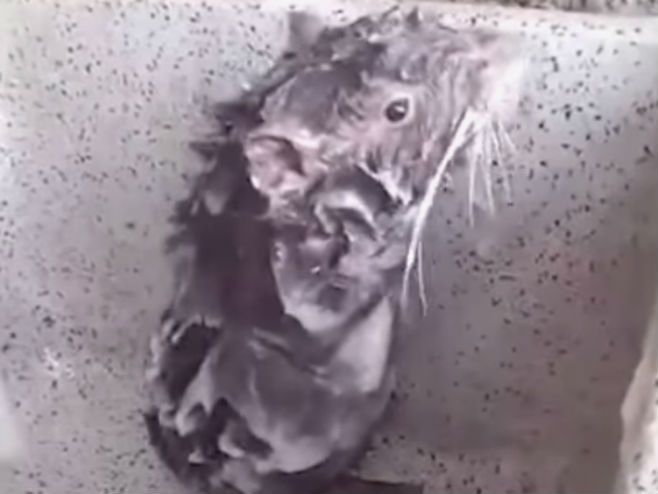 Миш који се купа - Фото: Screenshot/YouTube