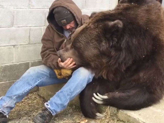 Како утјешити медвједа - Фото: Screenshot/YouTube