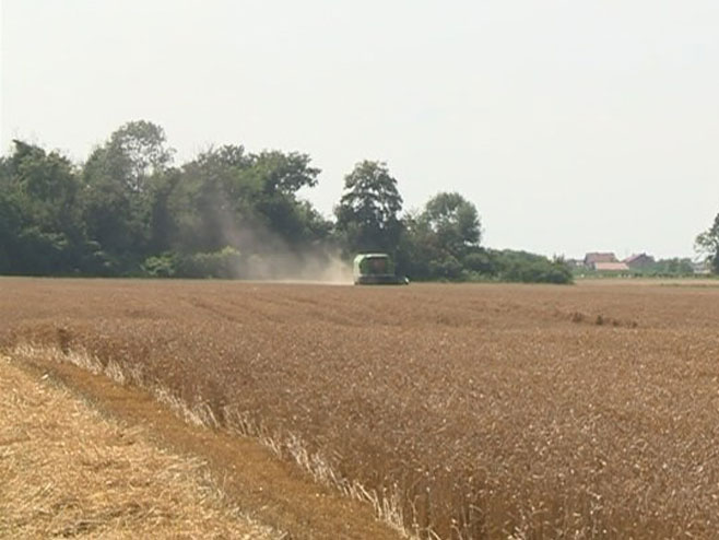 Жетва пшенице - Фото: РТРС