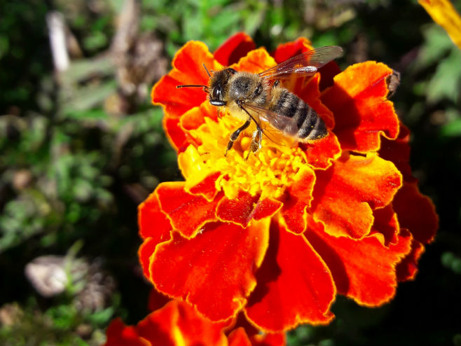 Пчела на цвијету - Фото: РТРС