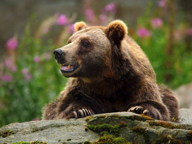 Медвјед (Фото: Уступљене фотографије) Медвјед (Фото: Уступљене фотографије) -