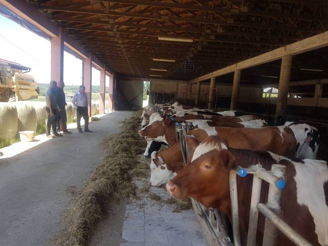 Подјела јуница у Прњавору Подјела јуница у Прњавору - Фото: РТРС