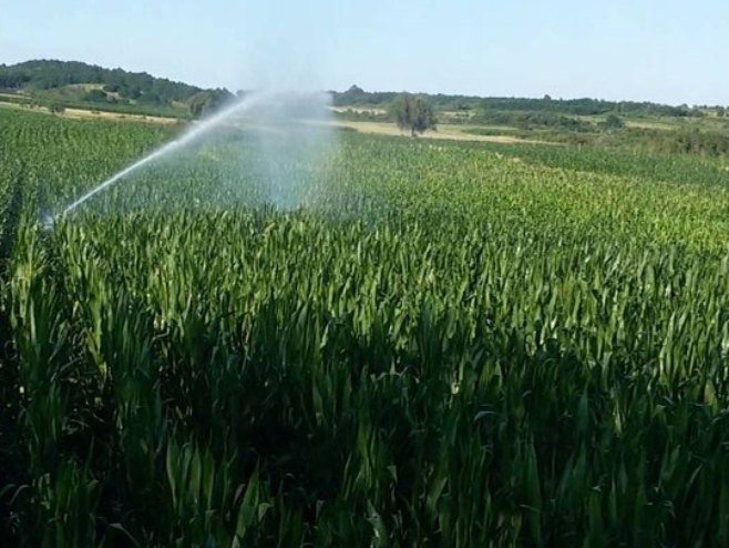 Кукуруз Кукуруз - Фото: РТРС