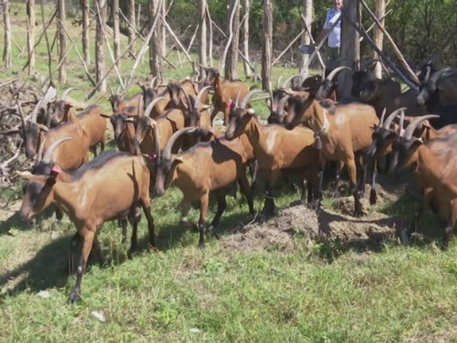 Козе Козе - Фото: РТРС