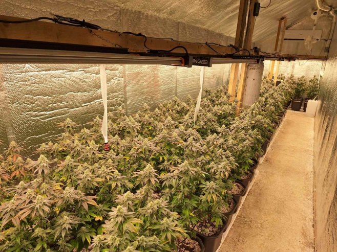 У акцији полиције у Приједору откривена лабораторија за узгој марихуане (ВИДЕО)