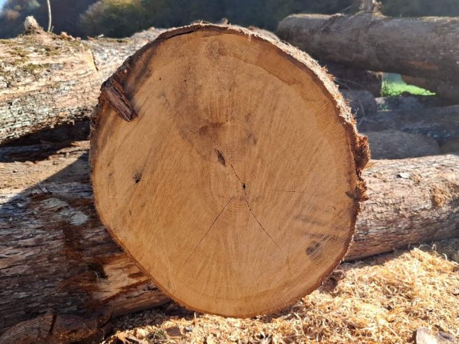 Трупци Трупци -