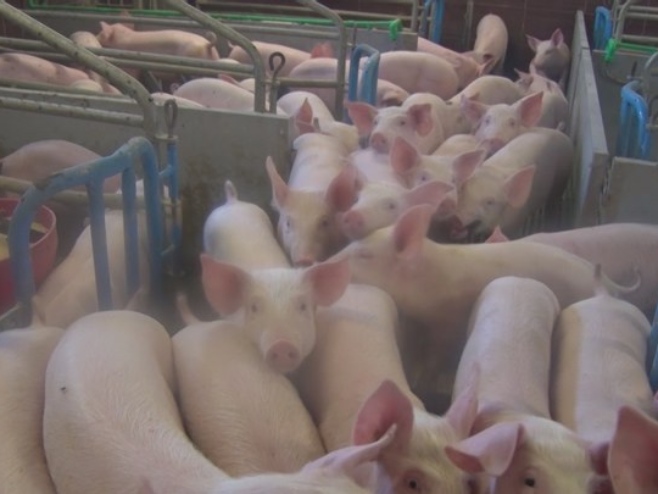 Прасићи Прасићи - Фото: РТРС