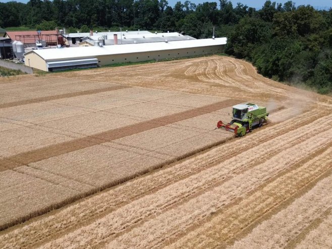 Жетва пшенице Жетва пшенице - Фото: СРНА