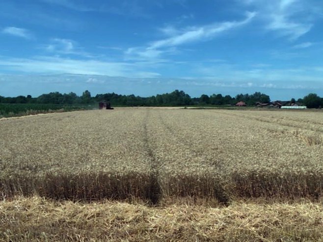 Пшеница Пшеница - Фото: РТРС