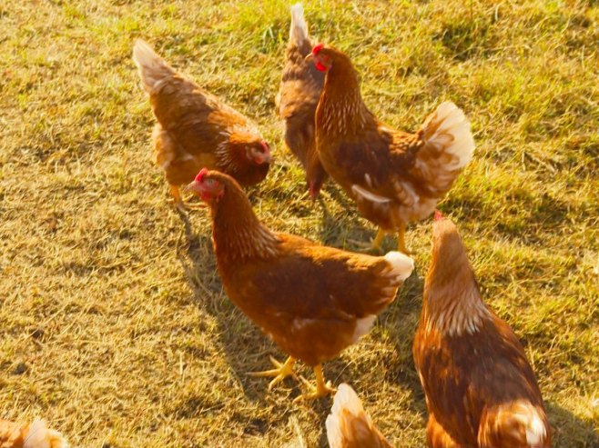 Кокоши Кокоши - Фото: РТРС