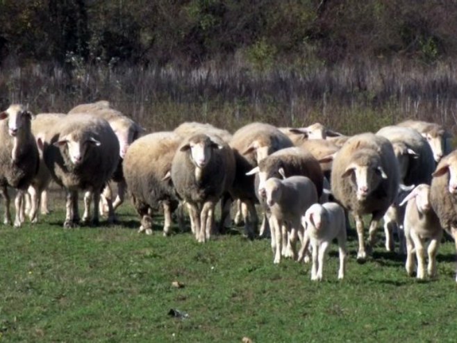 Овце Овце - Фото: РТРС